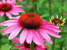 SAMEN Sämerei Staude Blume