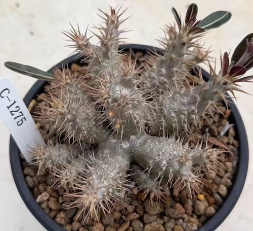Sale rare cacti pachypodium - sale,