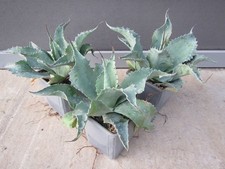 Agave ovatifolia 'Vanzie'
