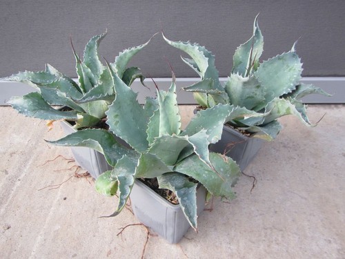 Agave ovatifolia vanzie - agave, 'vanzie'