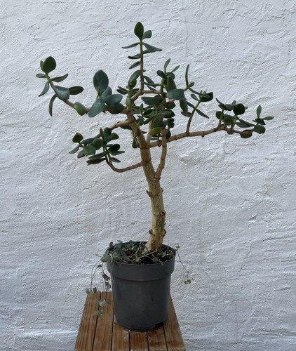 Crassula ovata geldbaum - ovata,