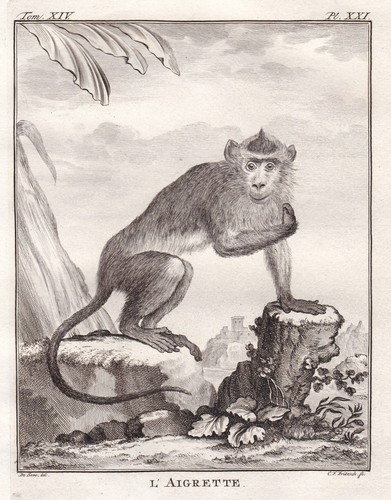 Macaque makak singe monkey - singe,