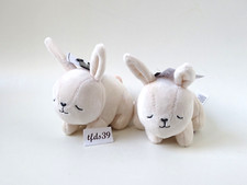 Home hase kaninchen - hase,