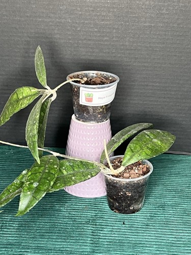 Hoya finlaysonii - hoya,