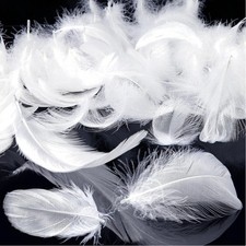 Pack of 600 Feathers for