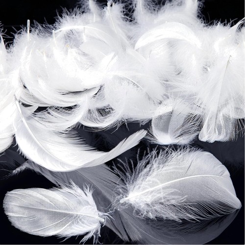 Pack 600 feathers - 600,
