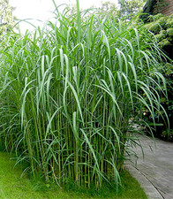 3x Riesen Chinaschilf