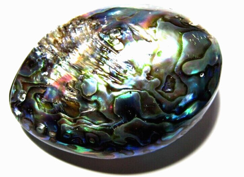 Abalone muschel perlmutt - abalone,