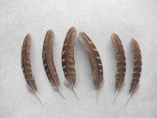 8  Fasanen-Federn vom