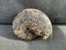 Trias Ammonoid Hypocladiscites