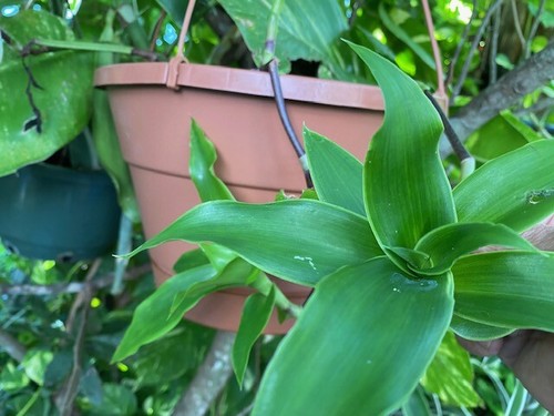 Callisia fragrans aka inch - callisia, (inch