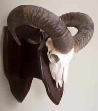 Schönes Mufflongehörn auf