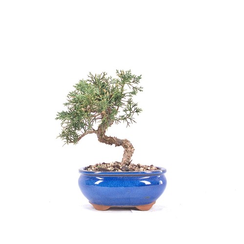 Bonsai chinesischer wacholder - chinesischer,