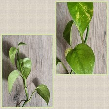 Efeu Efeutute panaschiert hellere Stellen auf Blatt Färbungen Ableger Epipremnum