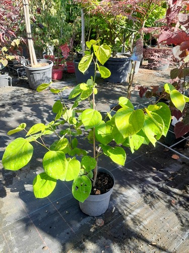 Cercis chinensis avondale - chinensis,