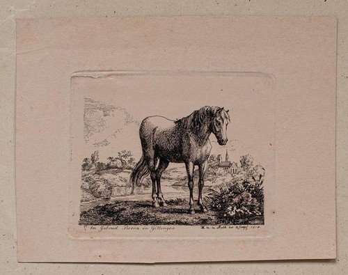 Pferd miniatur tierstudie - pferd,