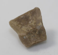 Crinoide, Calceocrinus sp