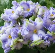 Usambaraveilchen African