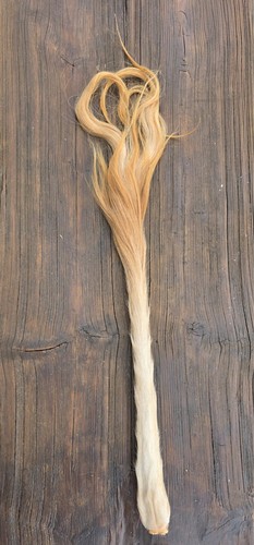 Kuhschweif ochsenschweif - kuhschweif,