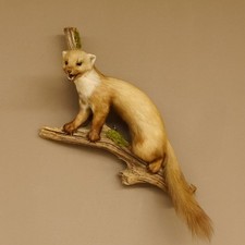 Steinmarder Marder auf Ast