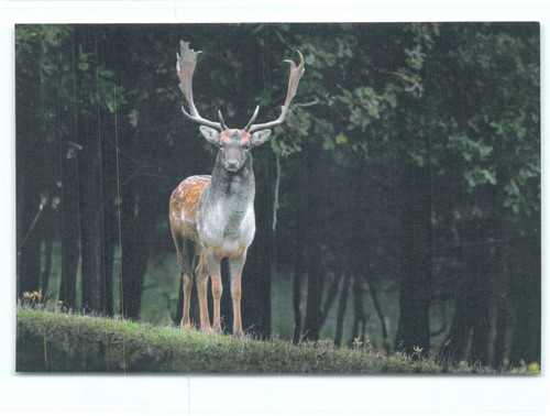 Postkarte damhirsch - ak,