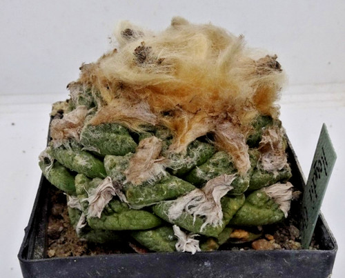Kakteen kaktus - kakteen, –