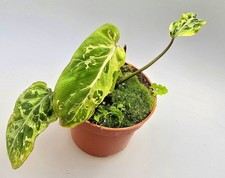 Philodendron Gloriosum Snow