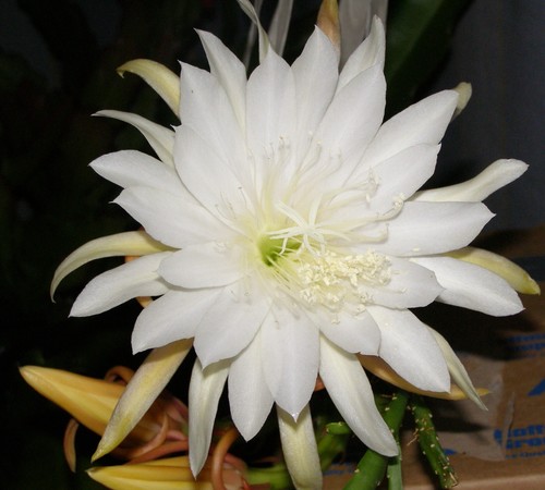 Epiphyllum weiß star - weiß, flight