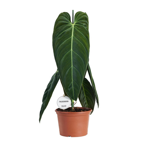 Philodendron melanochrysum - philodendron,