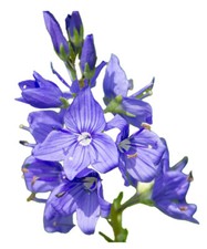 Ehrenpreis Kapseln (veronica