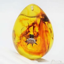 Polybern Bernstein Varietät