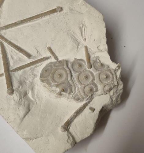 Seltenes fossil eines - fossil,