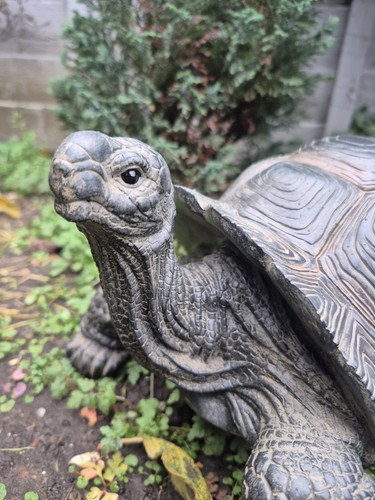 Riesenschildkröte - ,