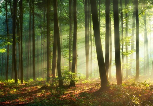 Wald bäume birke - bÄume,