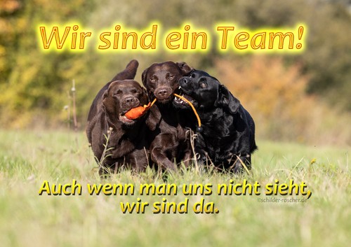Warnschild hundeschild - 🐾warnschild,