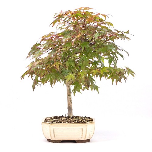 Bonsai fächer ahorn - fächer-ahorn, 'acer