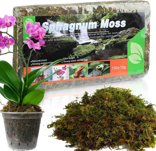 Sphagnum moos für - sphagnum, pflanzen