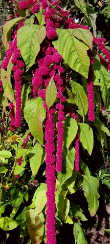 Amaranth fuchsschwanz - 2,