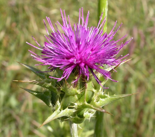 Mariendistel samen silybum - 20+,