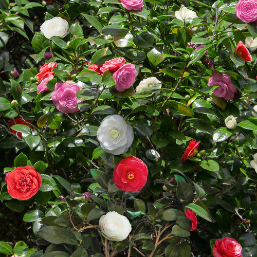 Kamelie camellia japonica - camellia,