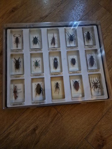 Schaukasten insekten sammlung - schaukasten,
