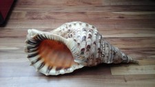 Muschel sehr schön ,siehe