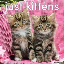 Kittens : 2025 12 X 12 Wall Calendar by Willow Creek Press (2025, Calendar)