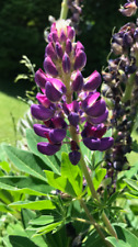 Lupinen - Blumensamen lila - blau, kräftige Pflanzen, Bienen, aus eigenem Garten
