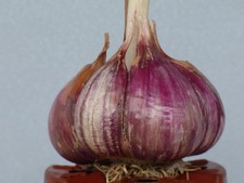 Knoblauch. Sibirischer Knoblauch 10 Zehen