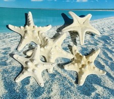 5 Stück Seestern "Knobby"natur 7-10cm *maritim*Sommer Strand Meer Deko echt