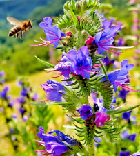 1400 Samen Natternkopf Echium vulgare Wildpflanze Bienenweide Blühfreudig Großp.