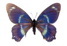 LEPIDOPTERA, PAPILIONIDAE