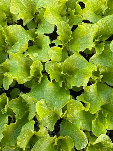 Enseleits pflücksalat lollo - pflücksalat,