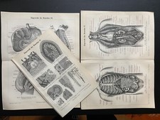 antike Grafik Medizin / Anatomie: 5 Tafeln Eingeweide des Menschen um 1900